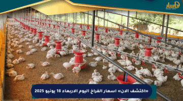 «اكتشف الآن» أسعار الفراخ اليوم الأربعاء 18 يونيو 2025